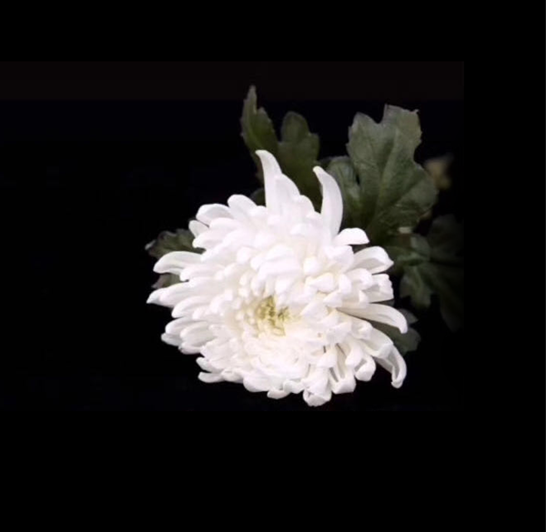 e82047fdc11b4e8e9c877520ad697c73.png 微信圖片_20200404190651.png